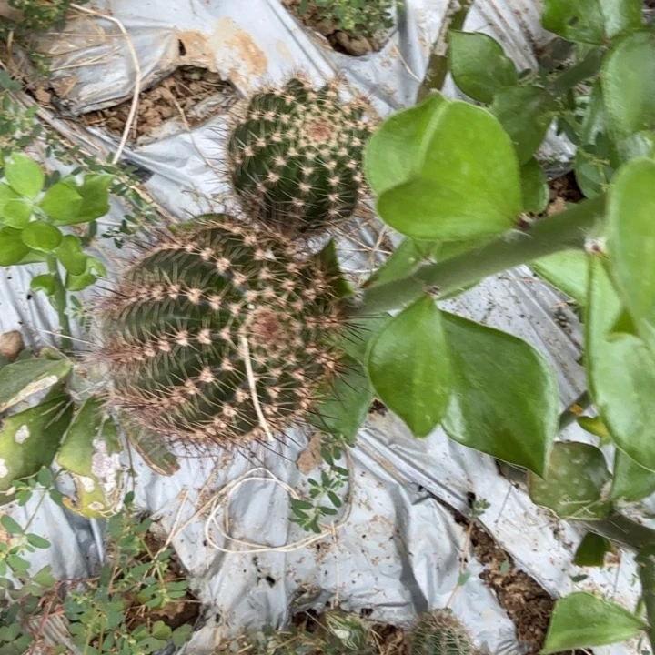 随***安高山丽花仙人球666