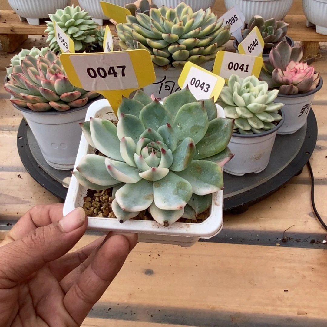 0047吉娃娃哈哈哈哈