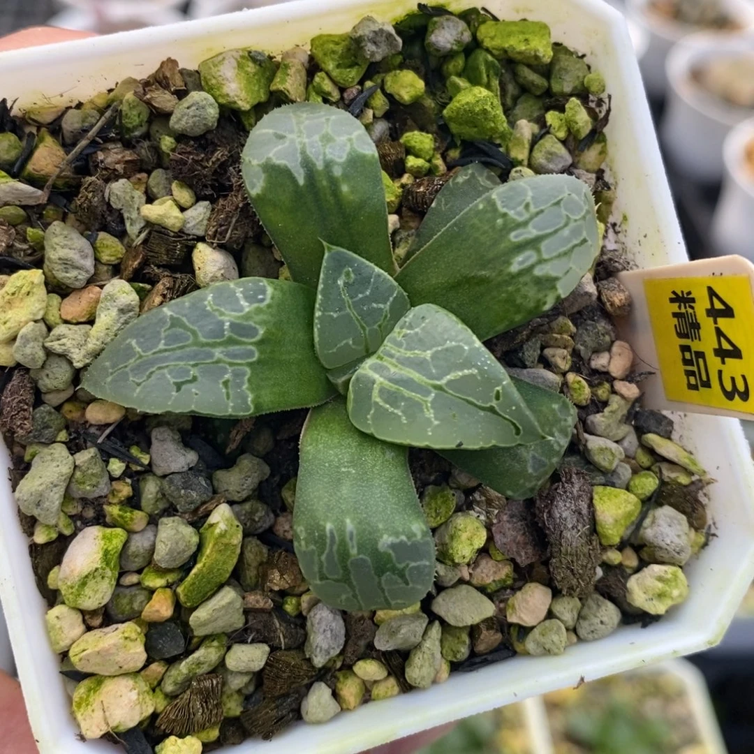 443生生不息十二卷多肉