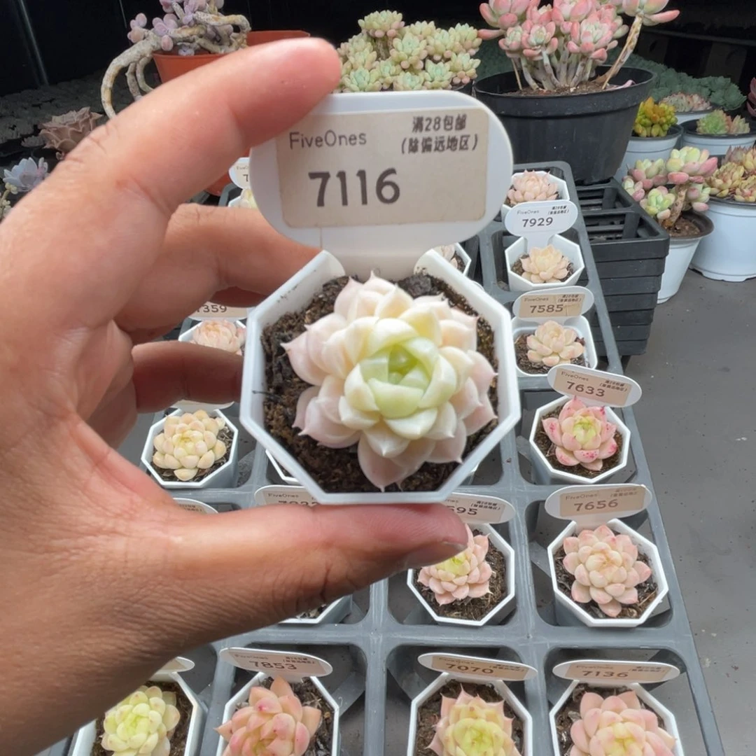 7116 麦秆3.5厘米