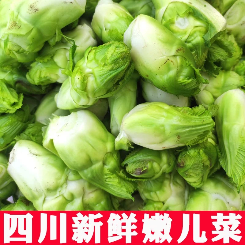 四川高山露天农家种植新鲜儿菜抱子芥菜中江特色蔬菜母子菜抱儿菜