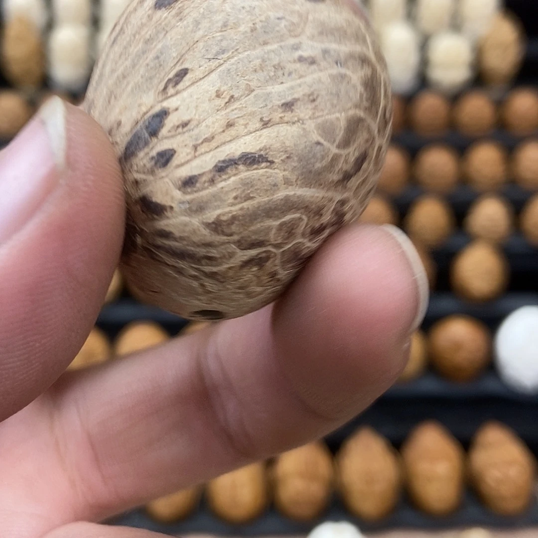 有***奇果皮象牙果单颗2.2