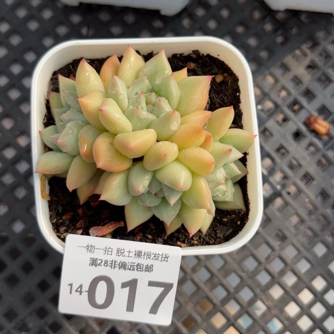 黄金象牙整群多肉多肉