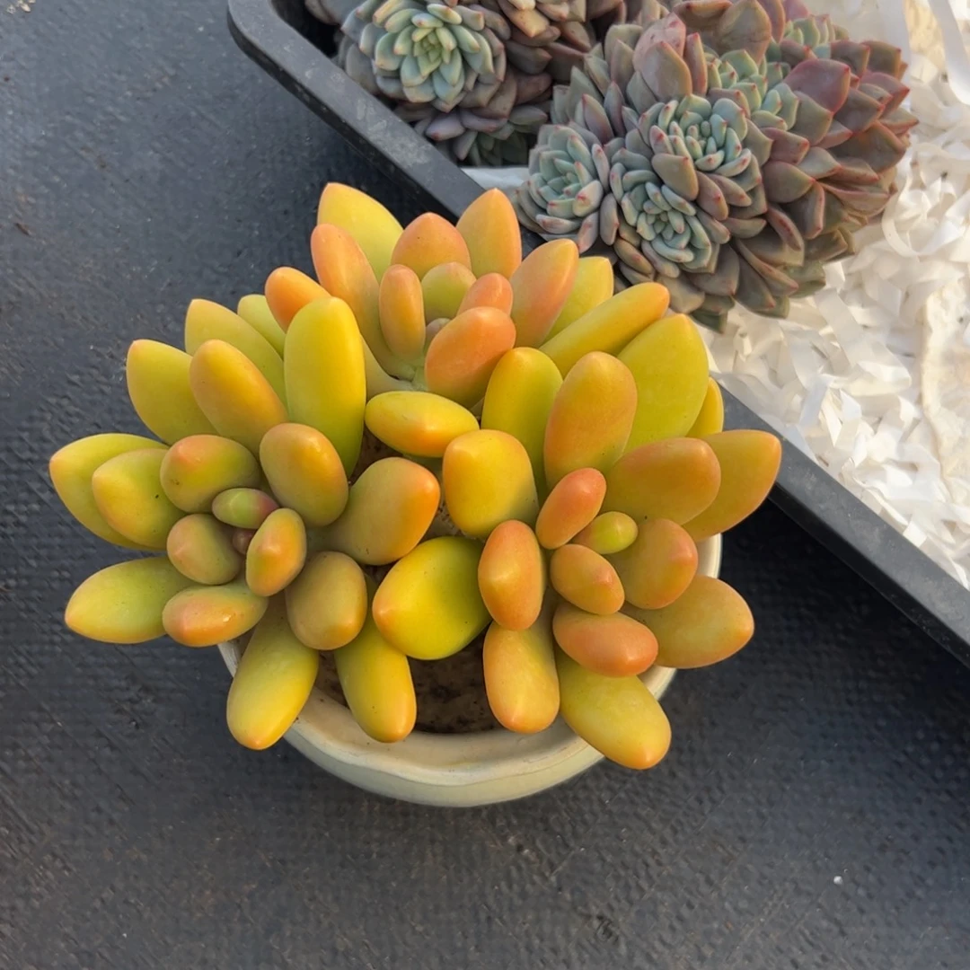 朝***暮芒果自然群多肉植物