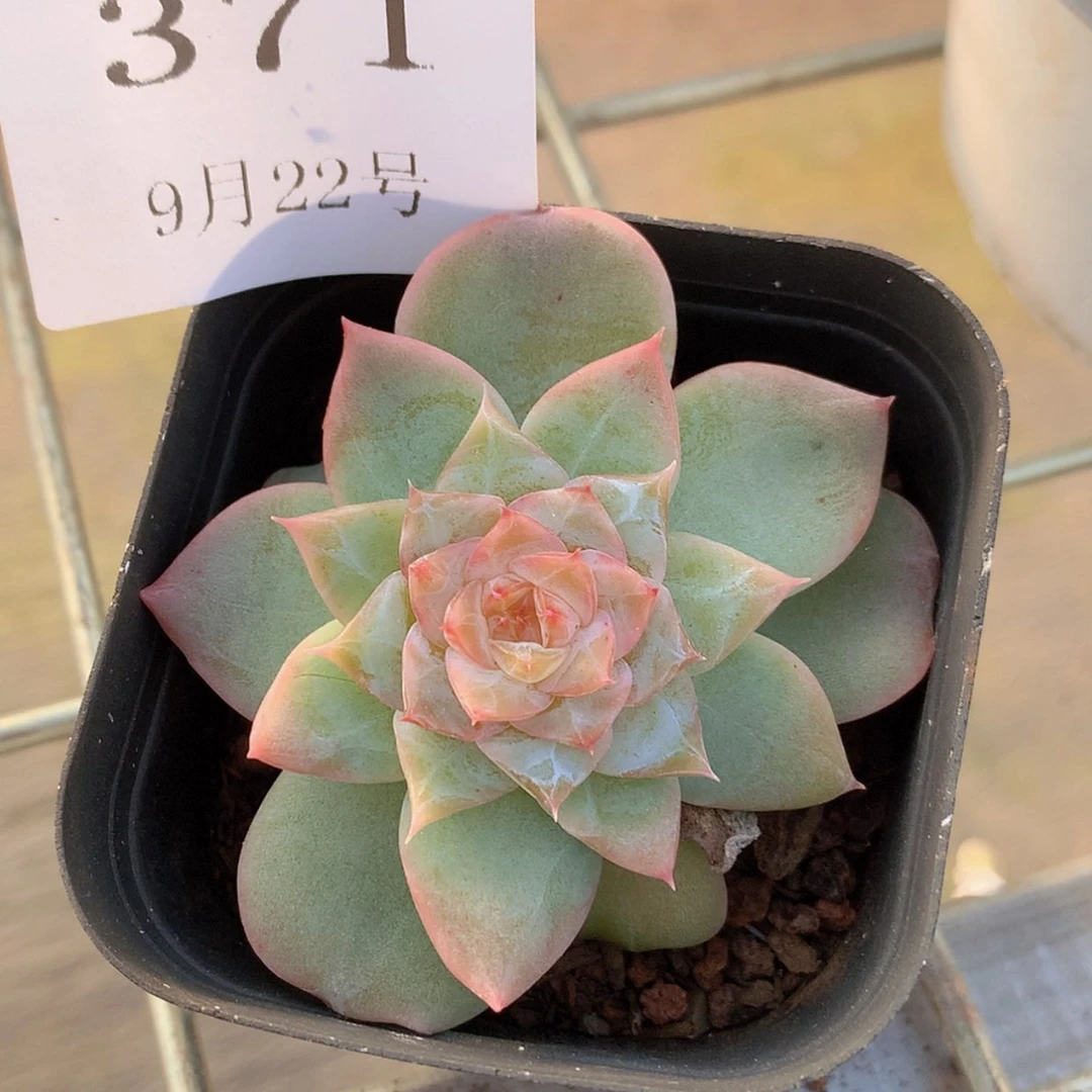 【闪购商品】云371号