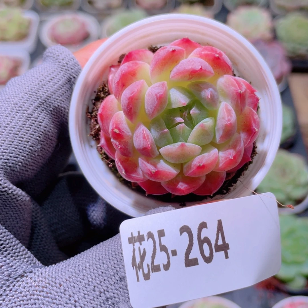 花利美25- 264新品