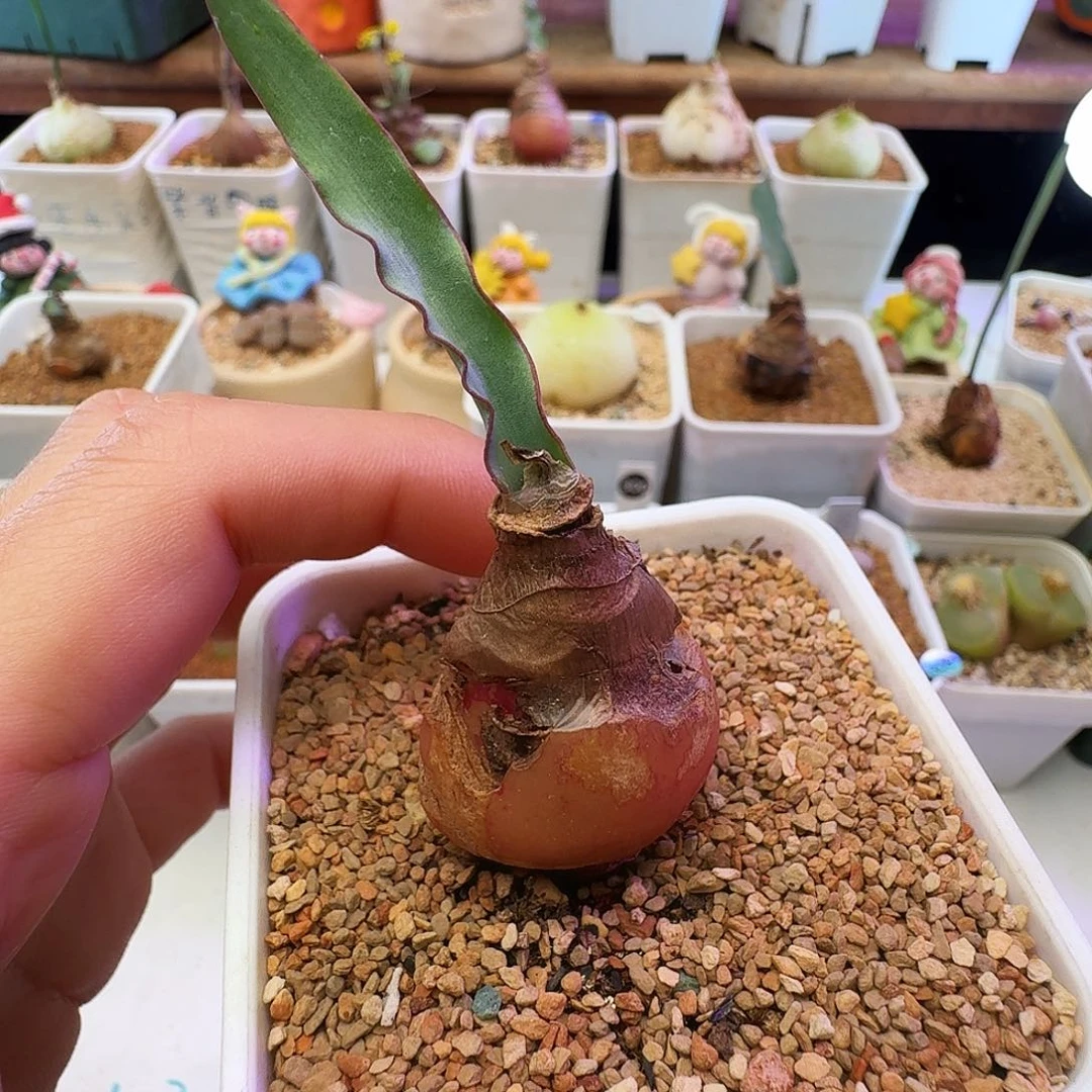 多肉植物福利风铃95