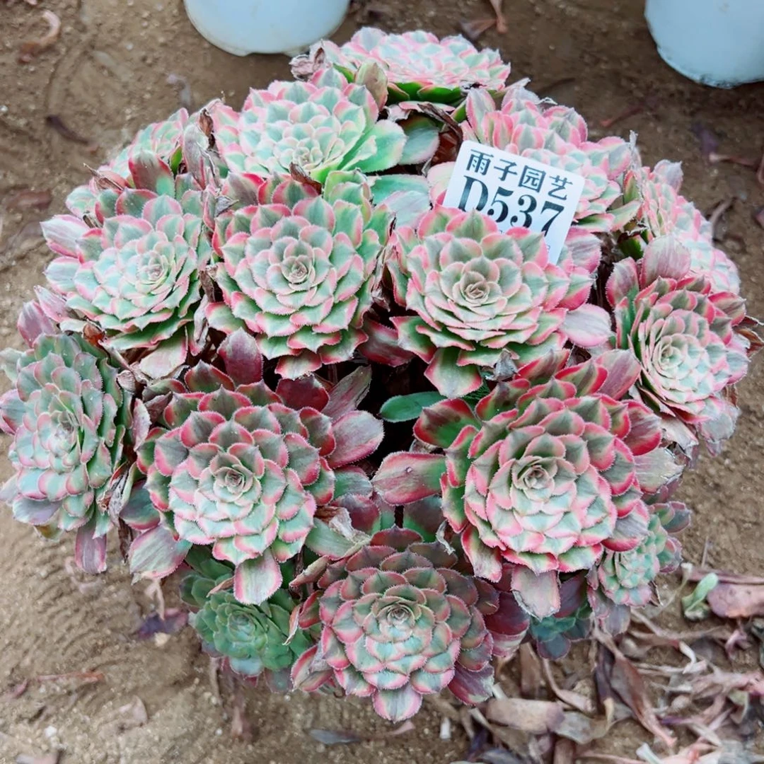 537粉霞尺寸28左右