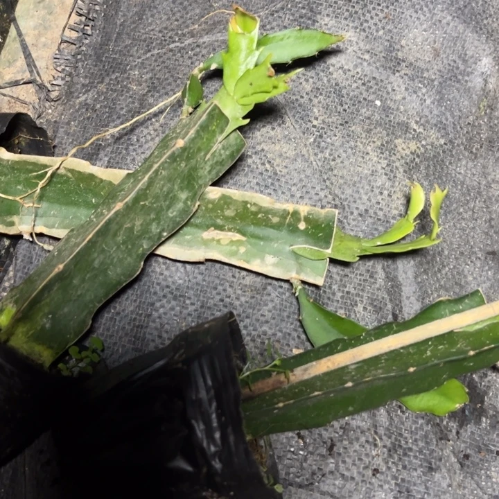 粉色贝海母嫁接小破苗一颗瑕疵12.8