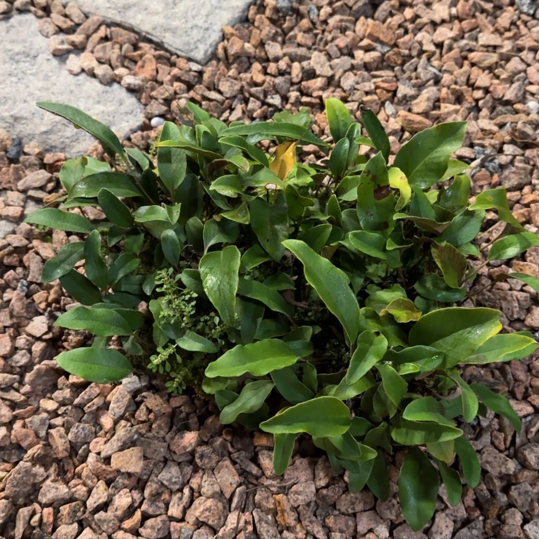 大***劲全部花朵日本元盆石韦