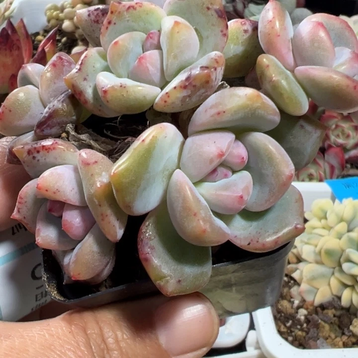 多头老桩糖心多肉植物553