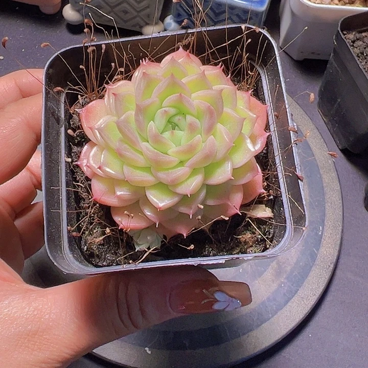 潇*妹珍妮4代，多肉植物