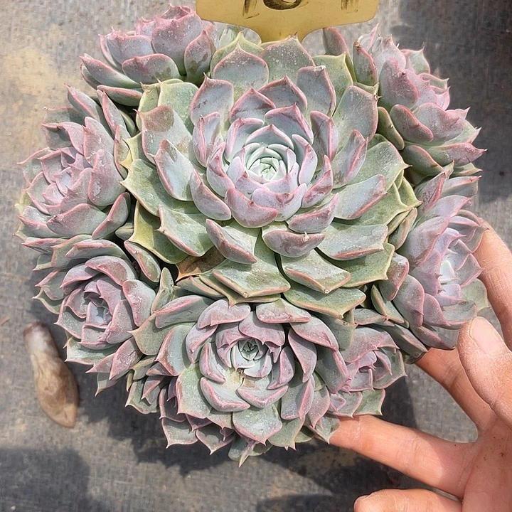 晨语多肉，一物一拍709