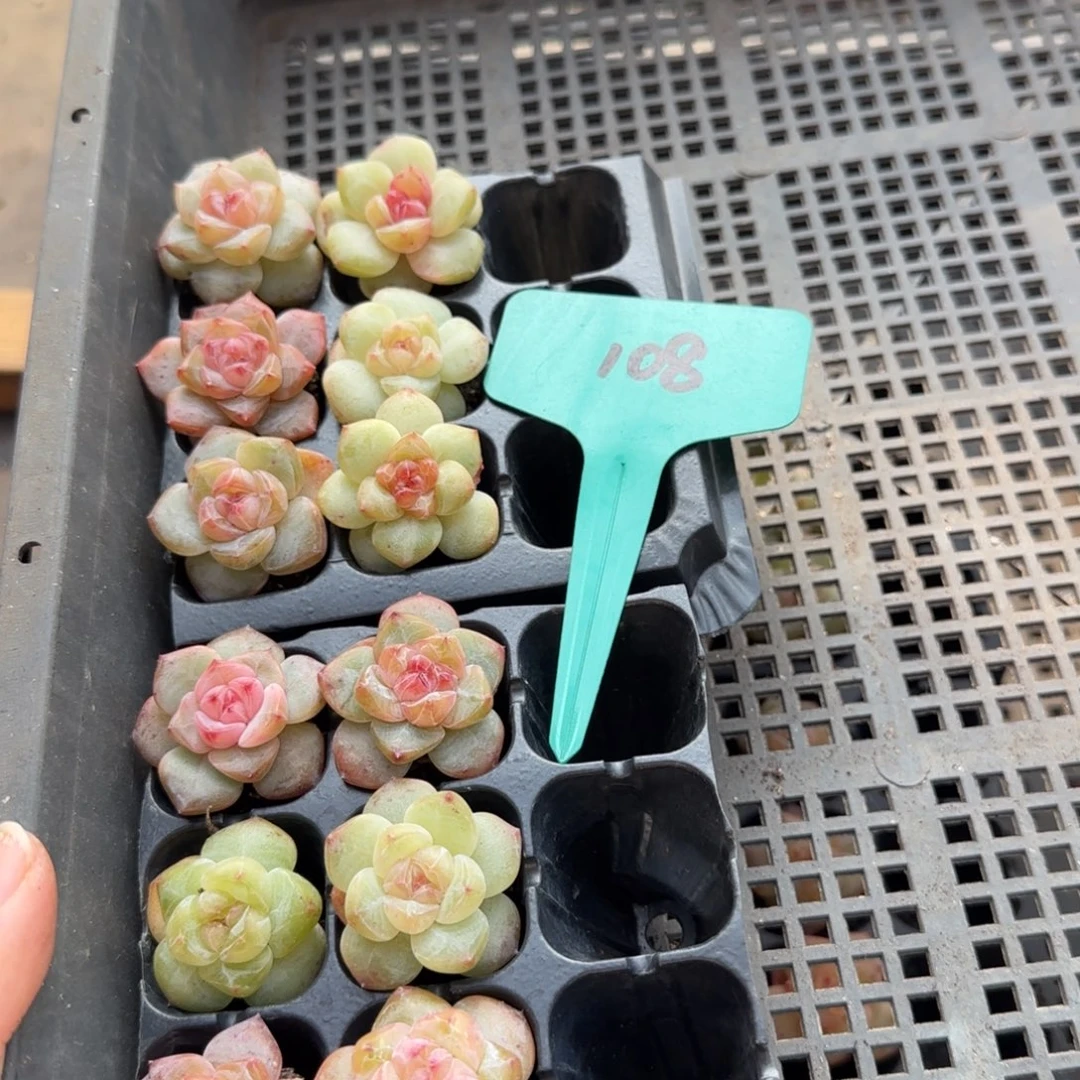 108哈哈哈哈哈哈哈哈哈