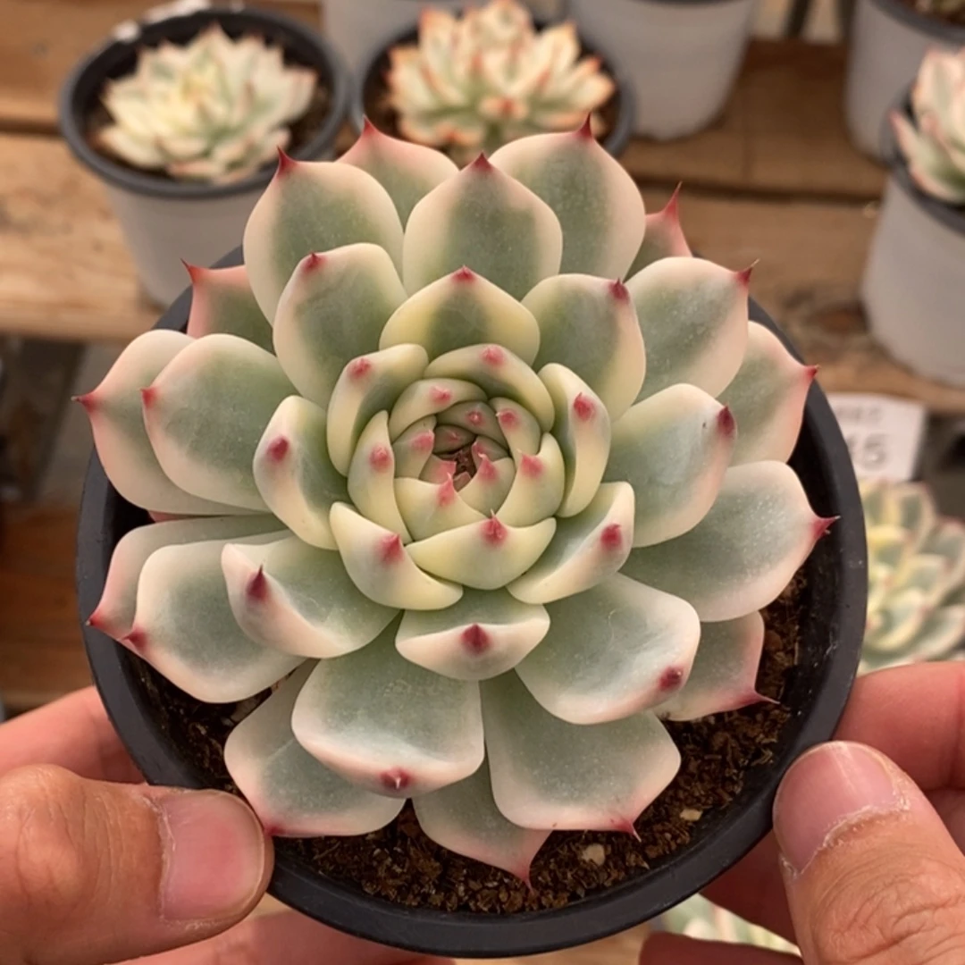 吉娃娃锦多肉植物3146