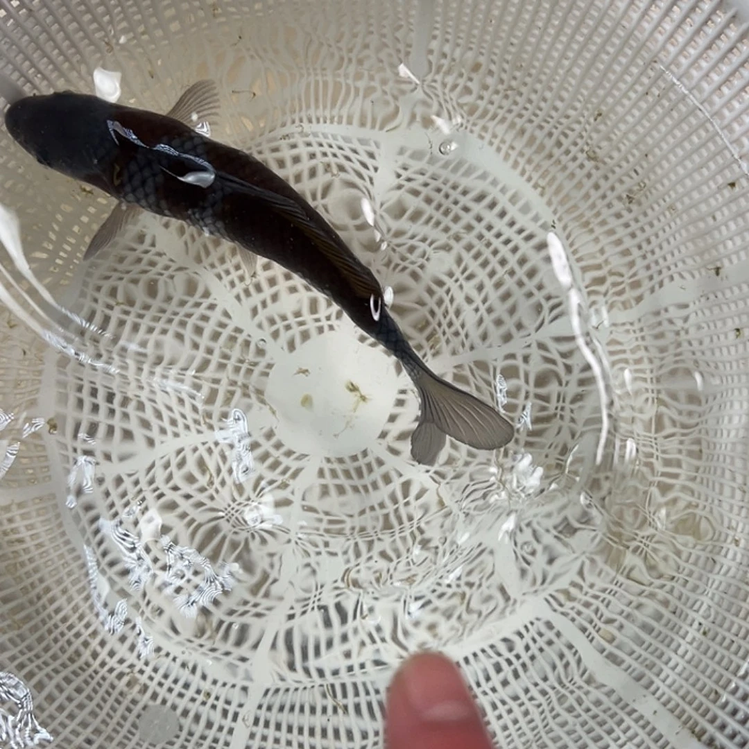 锦鲤血统锦鲤养殖