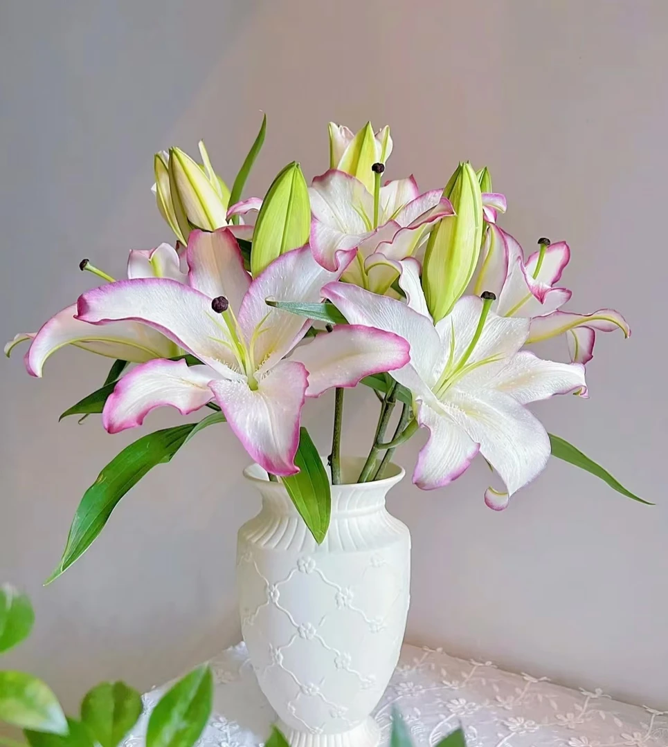 《右芊：稀有唇彩香水百合》清香优雅大气花头大云南基地直发