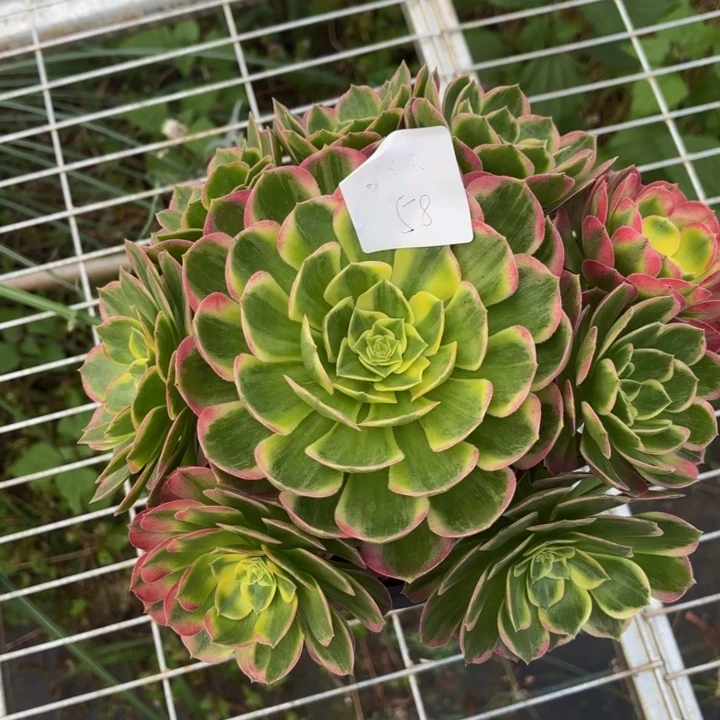 云南还王好看58号