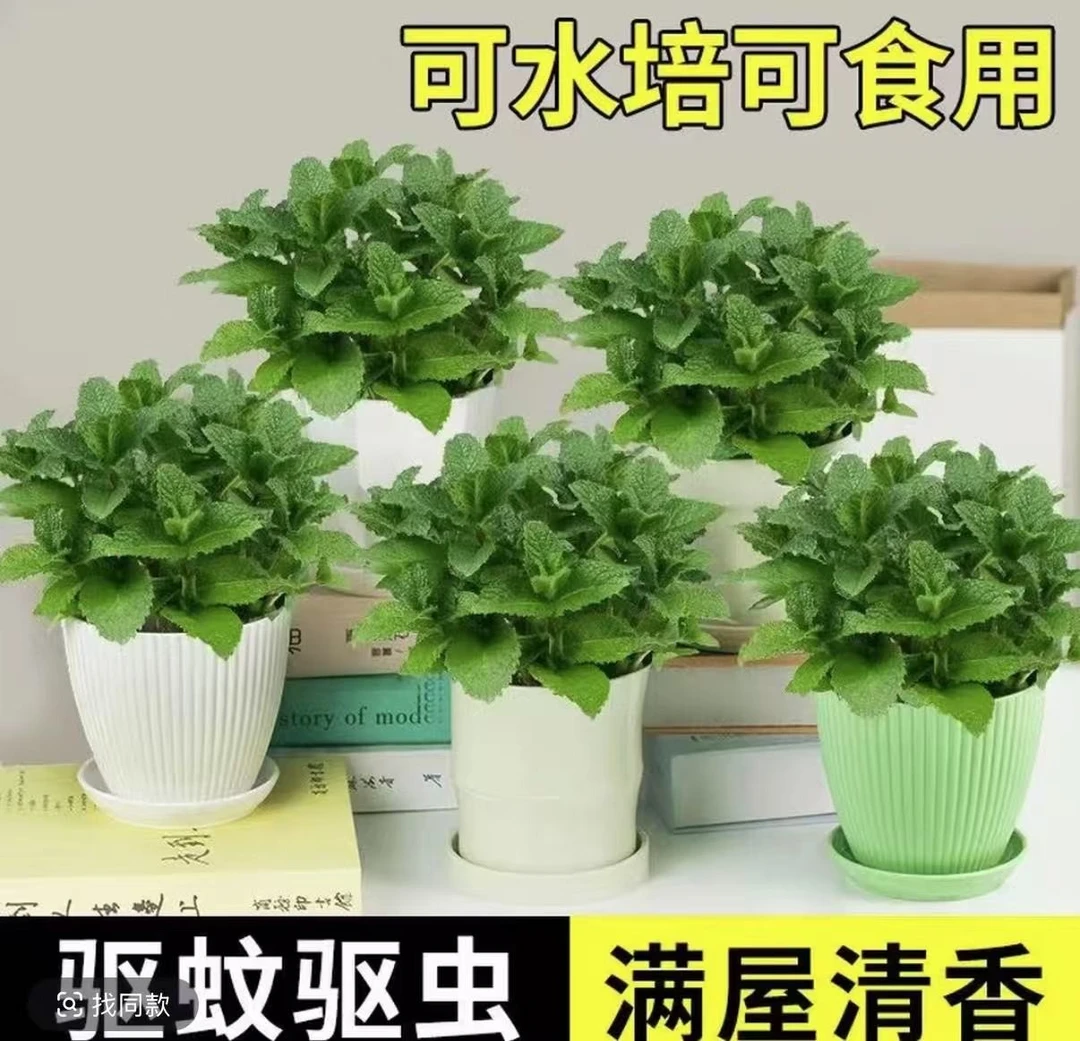 【驱蚊驱虫】可食用提神薄荷薄荷叶盆栽桌摆好养驱蚊净空气绿植
