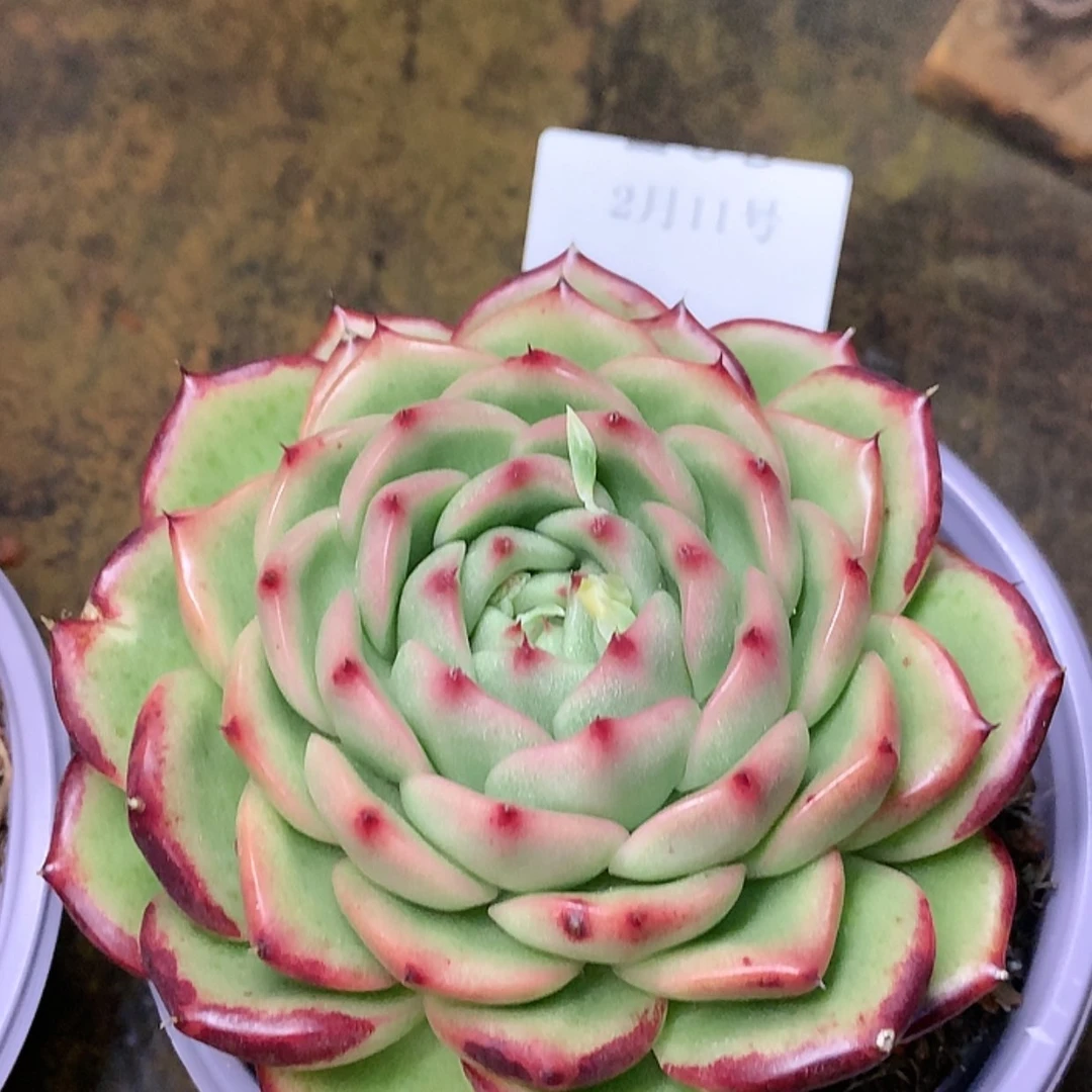 【闪购商品】云210号