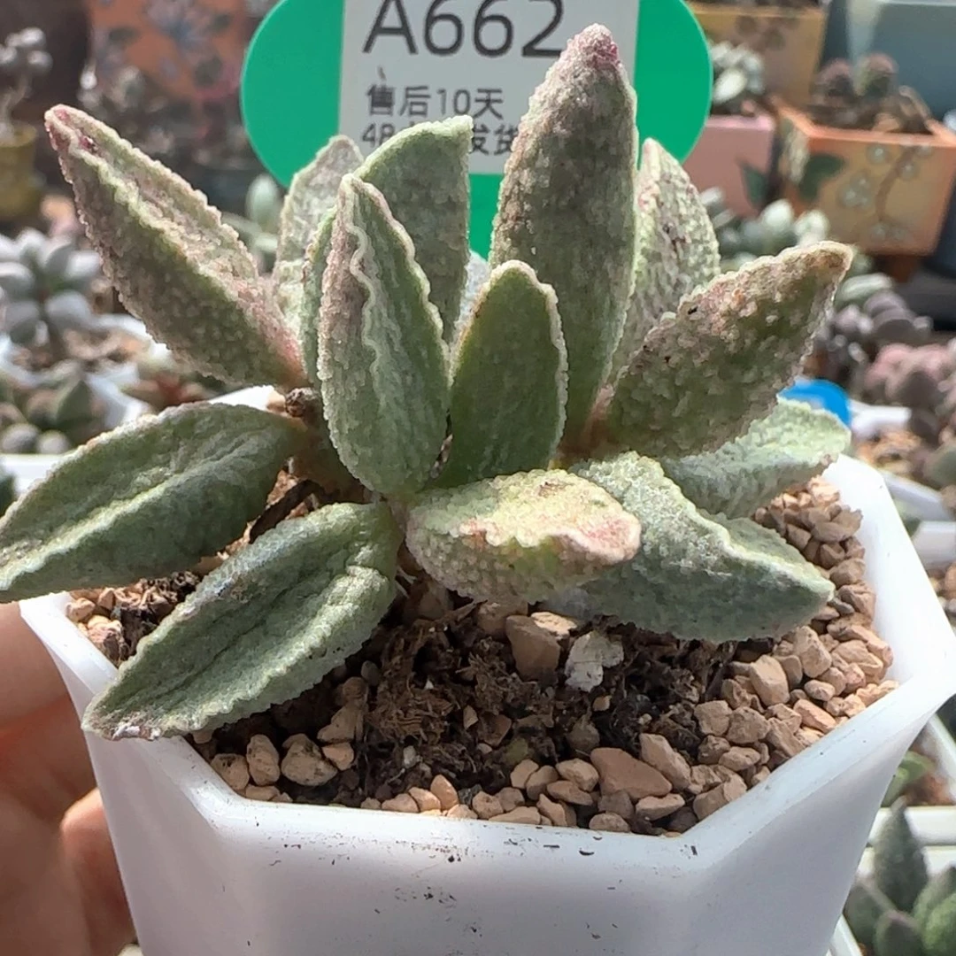 粉红小猪。   662。