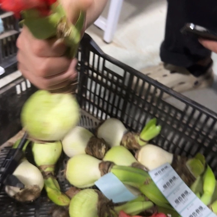 橙色赛维花后球6.5公分丑球