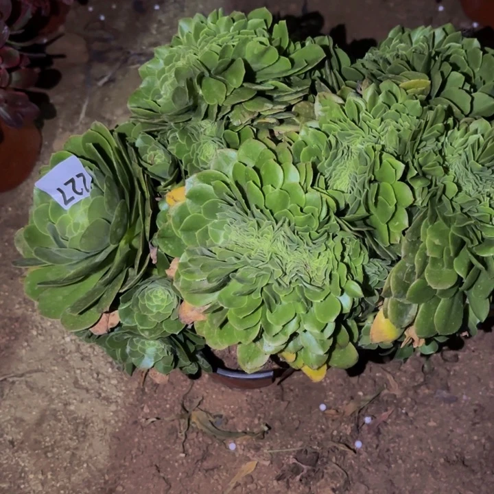 227绿羊绒多肉植物不售后