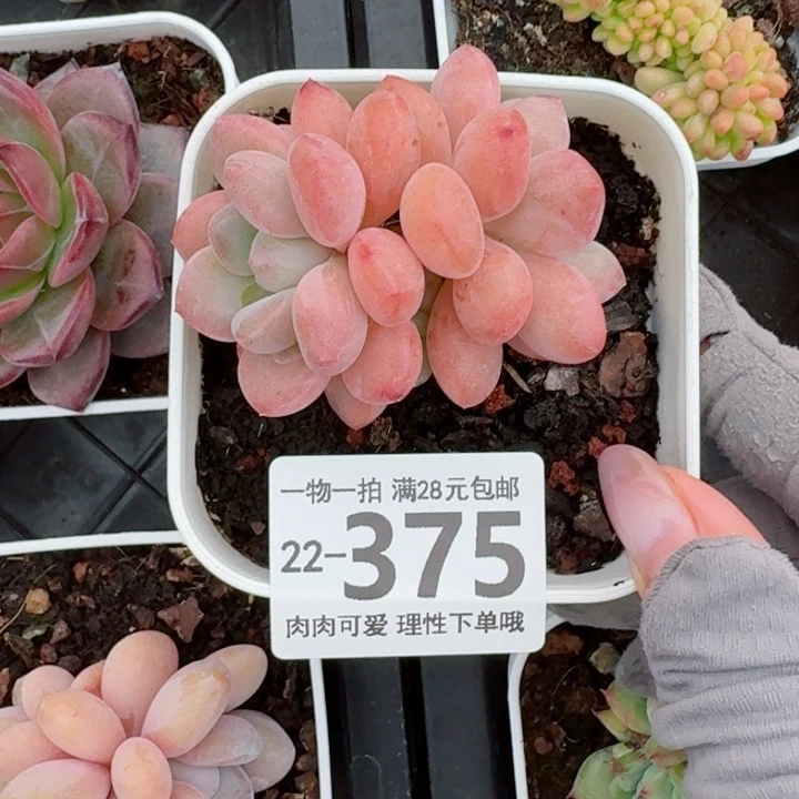 白鹭无盆土发货无盆土发货