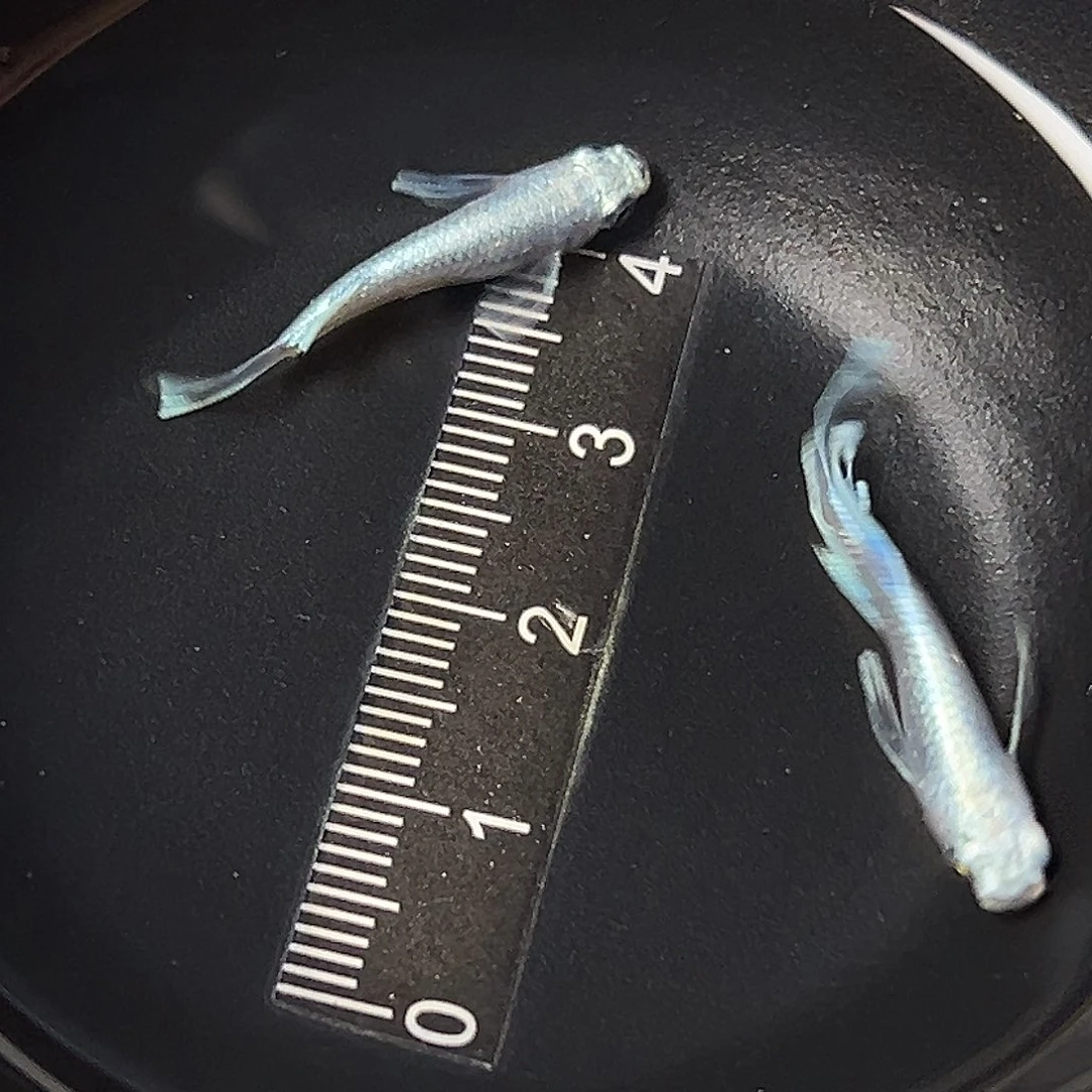 海水长鳍天使一组67