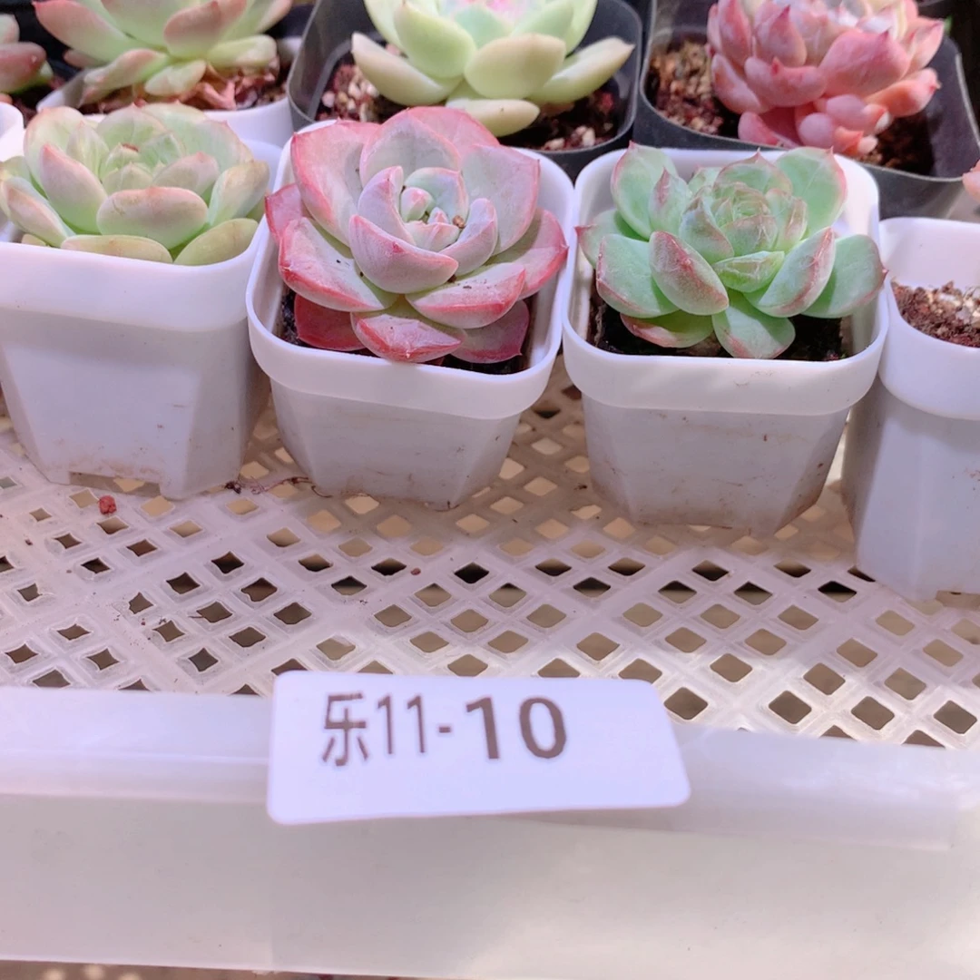 乐然11-10 框拍27颗