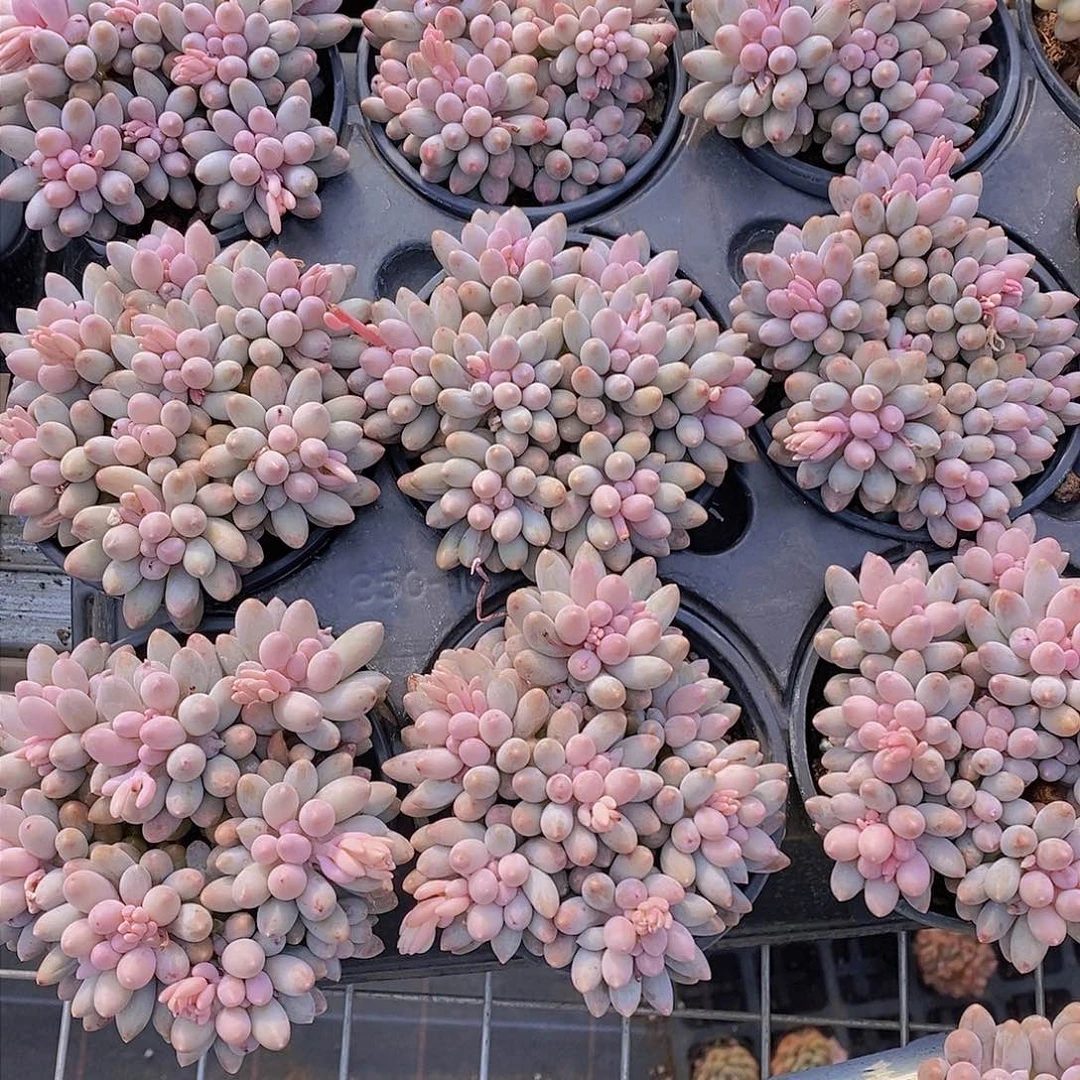 0124-婴儿手指群一颗 量拍