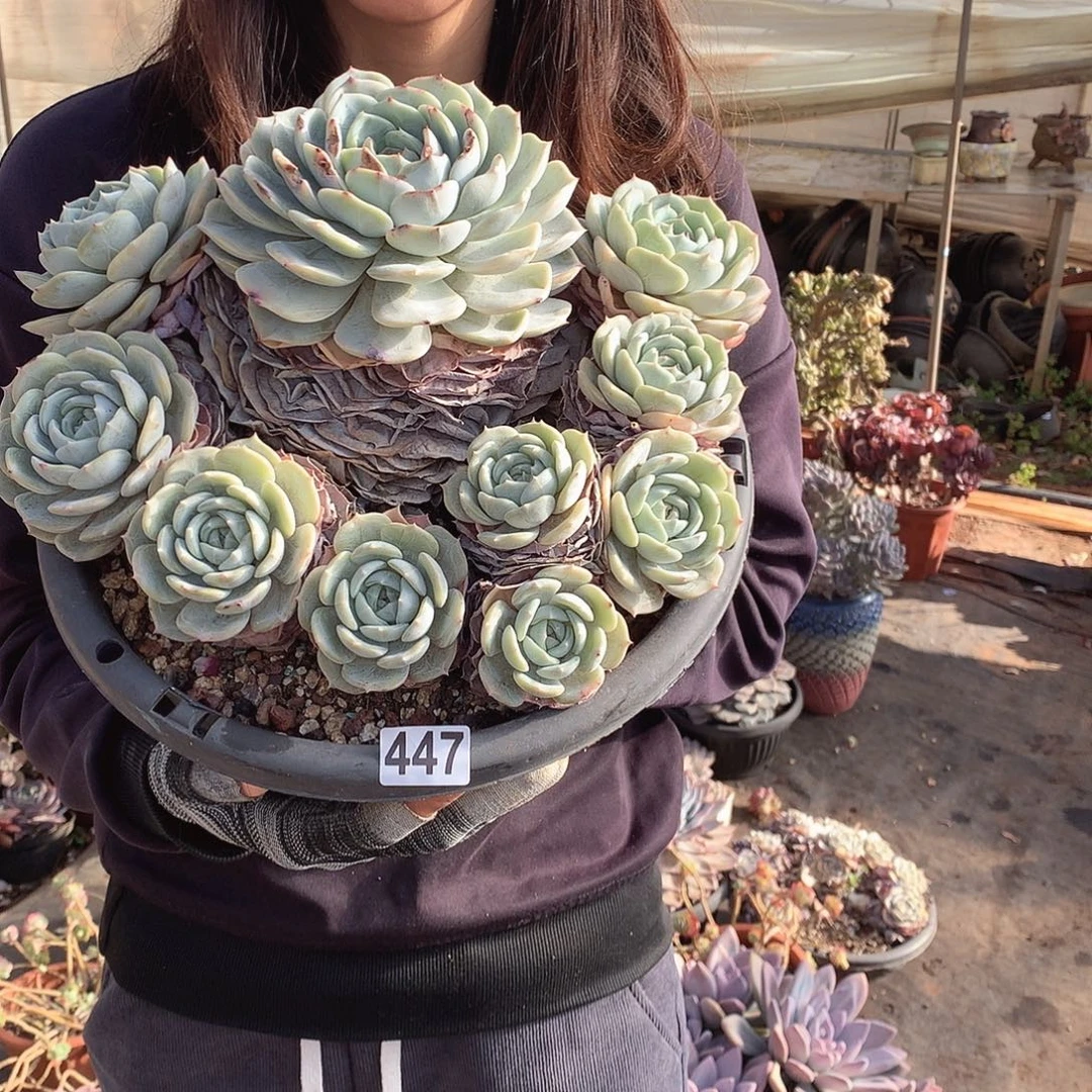 陆***子447老林 一物一拍多肉