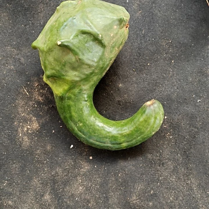 鹤首葫芦鹤首葫芦