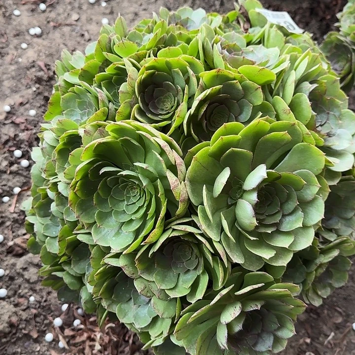 18-6法师万拉丝6114