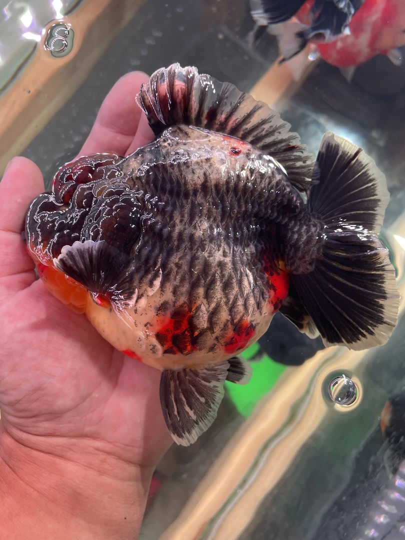 【一鱼一拍不包邮】顺丰到付 精品血统泰狮 活体发货