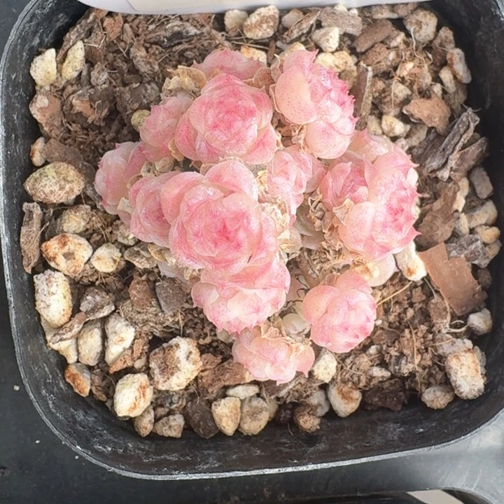 红陶林*笑0209-17-麦秆不包整