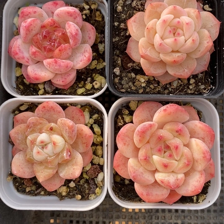 优选糖心4颗 12.16