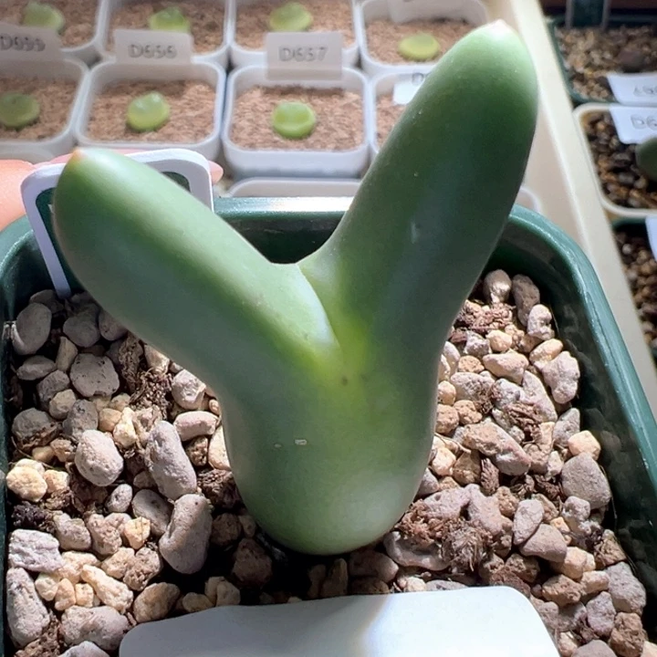 w874。优选ssg0136 特胖爆三头潜力股88折后价