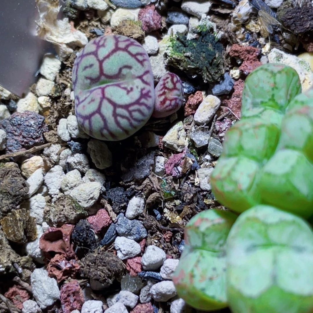 八重植物一物一拍