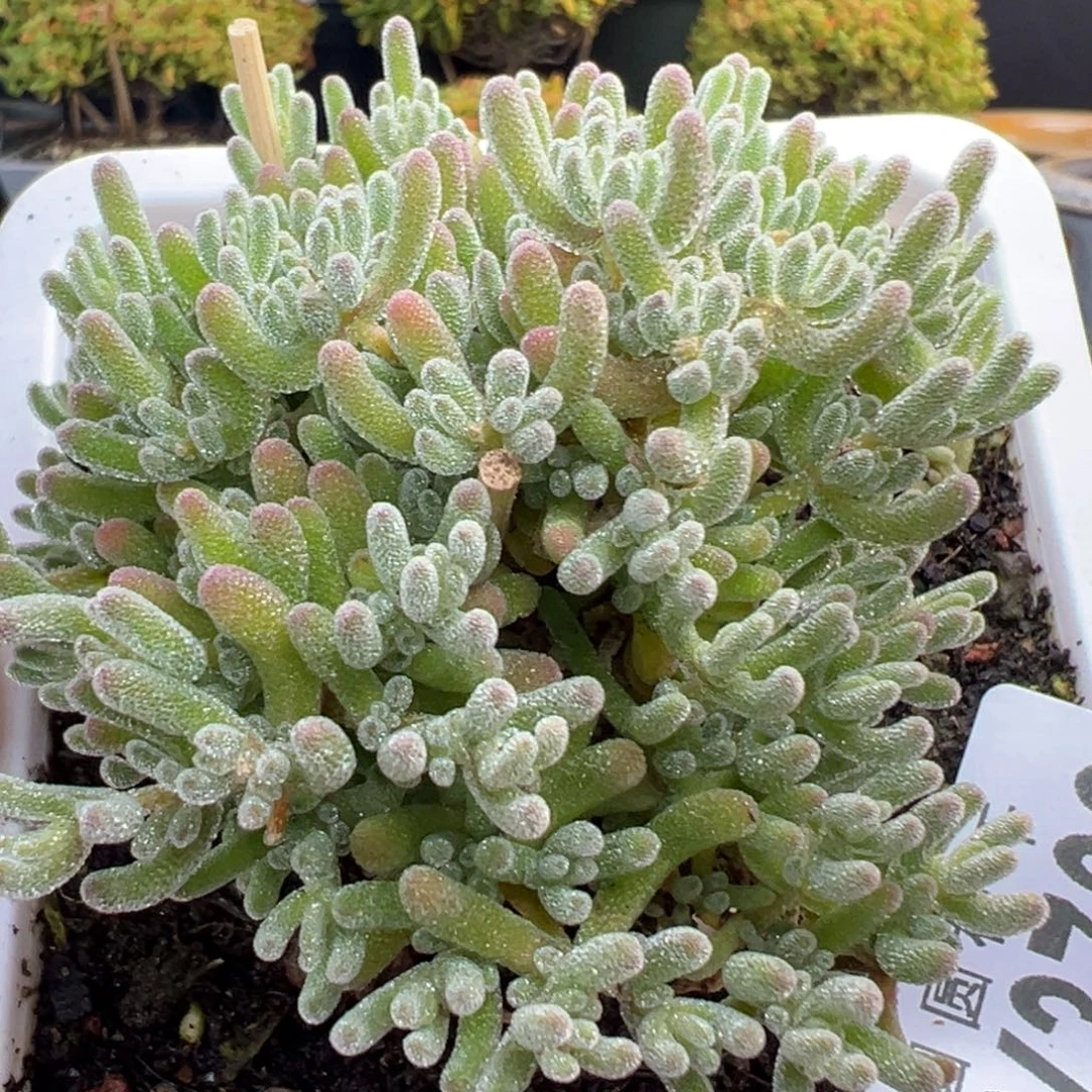 dy3762大大大冰晶冠幅7.5