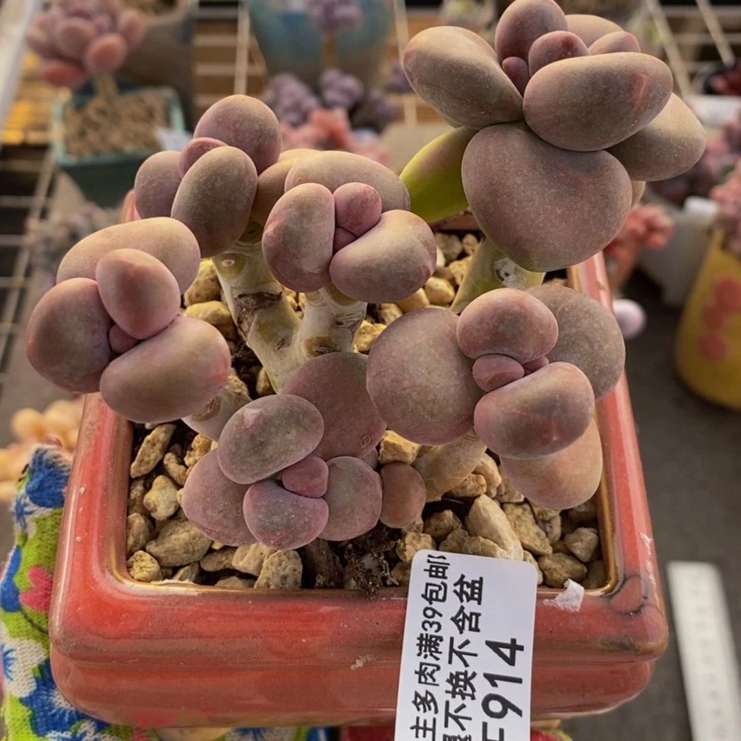 芒果奶酪金蟾KK奶914/9c m