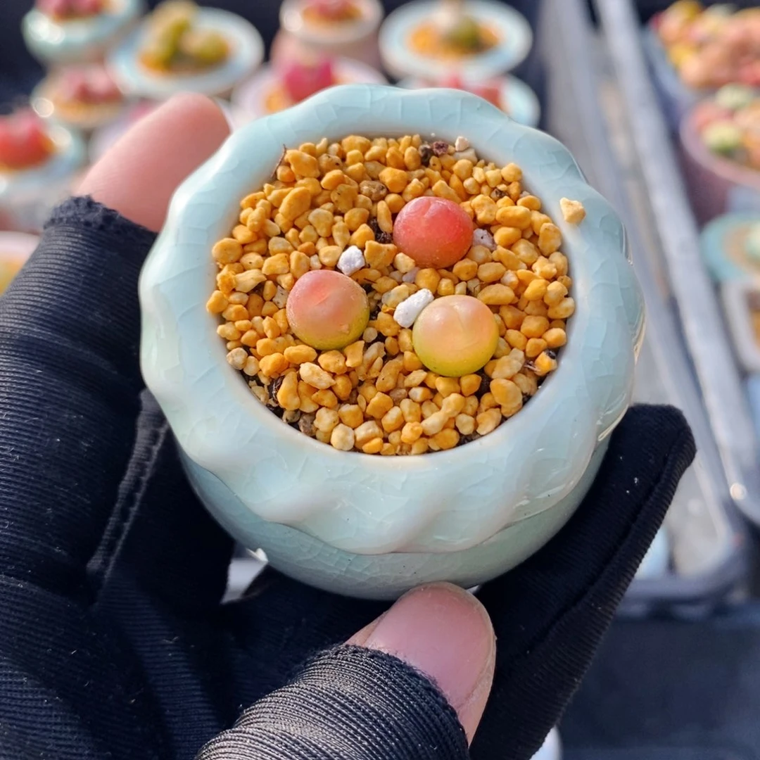 5174-一物一拍 带盆