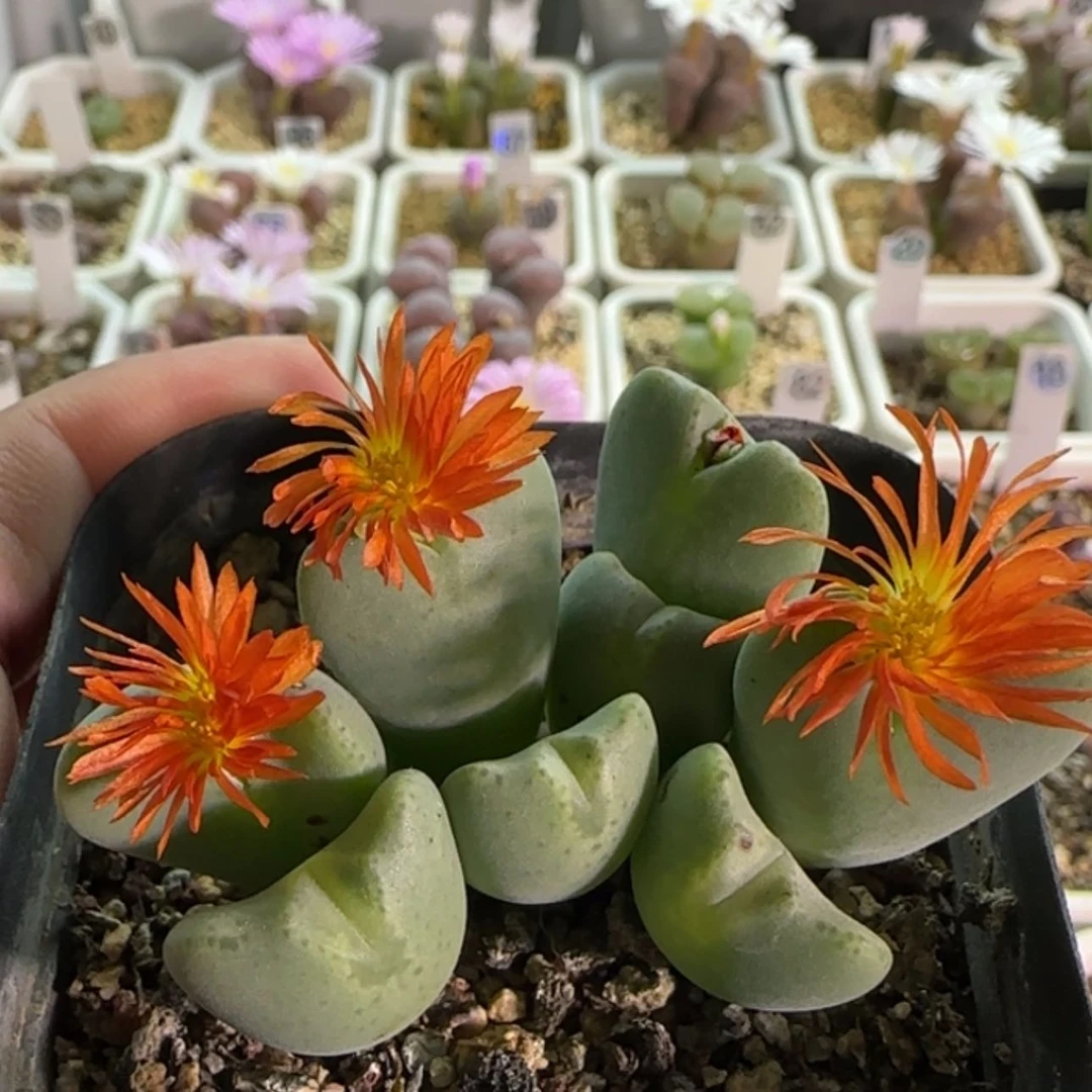 【闪购商品】19041璇花少将