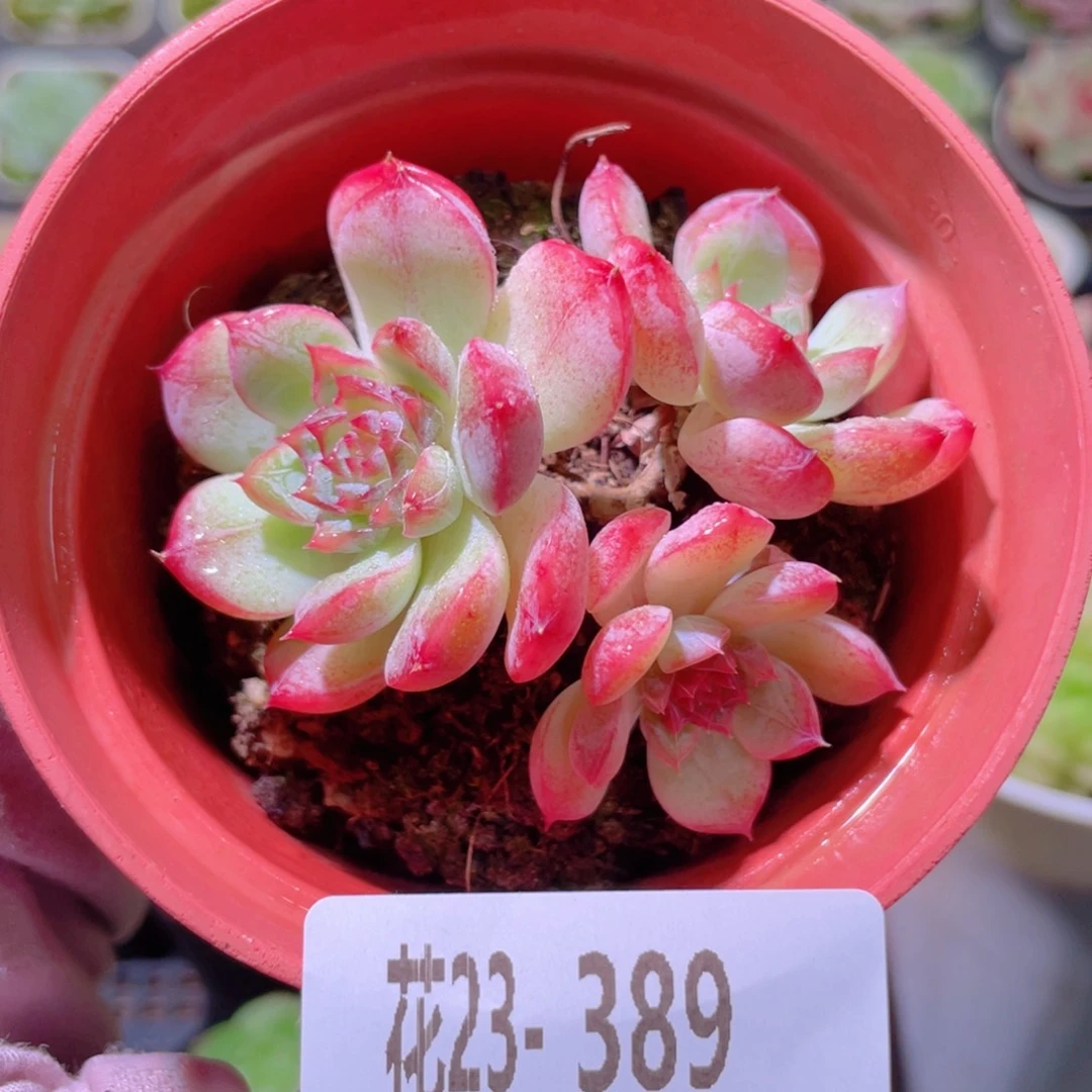 花利美23-389新品