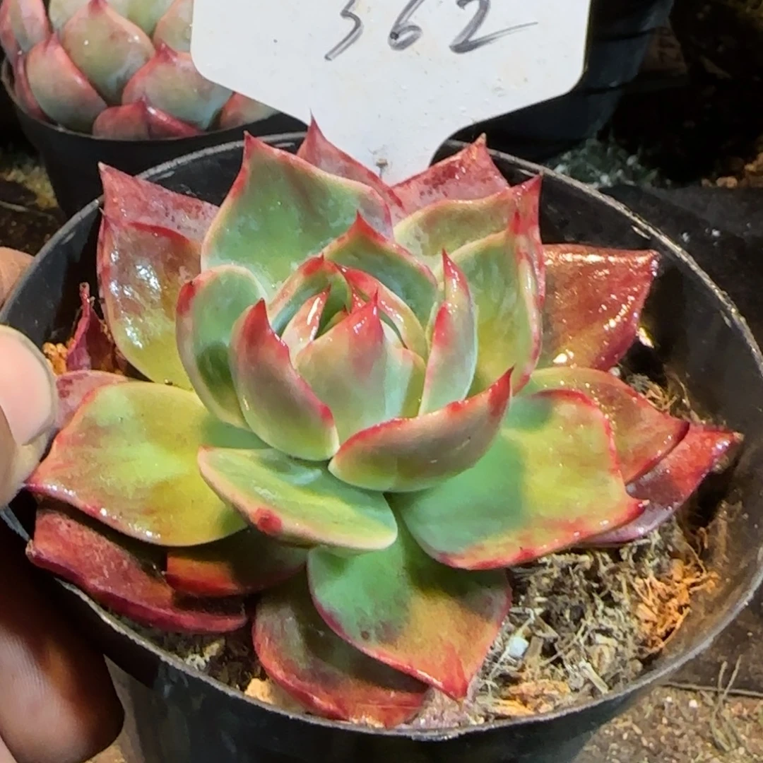 惊鸿一物一拍包装收缩花旱362