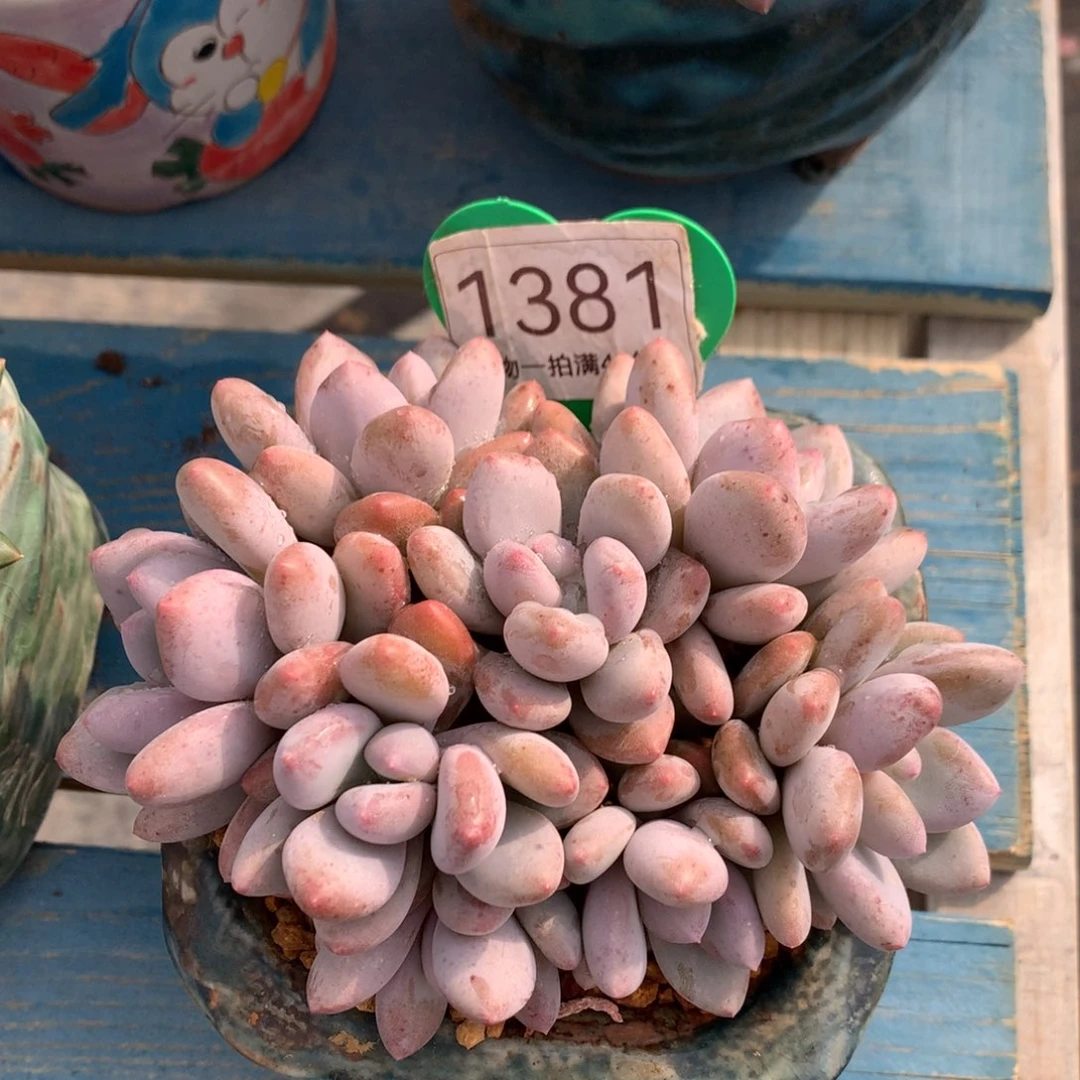 三明治美人无砍平头1381