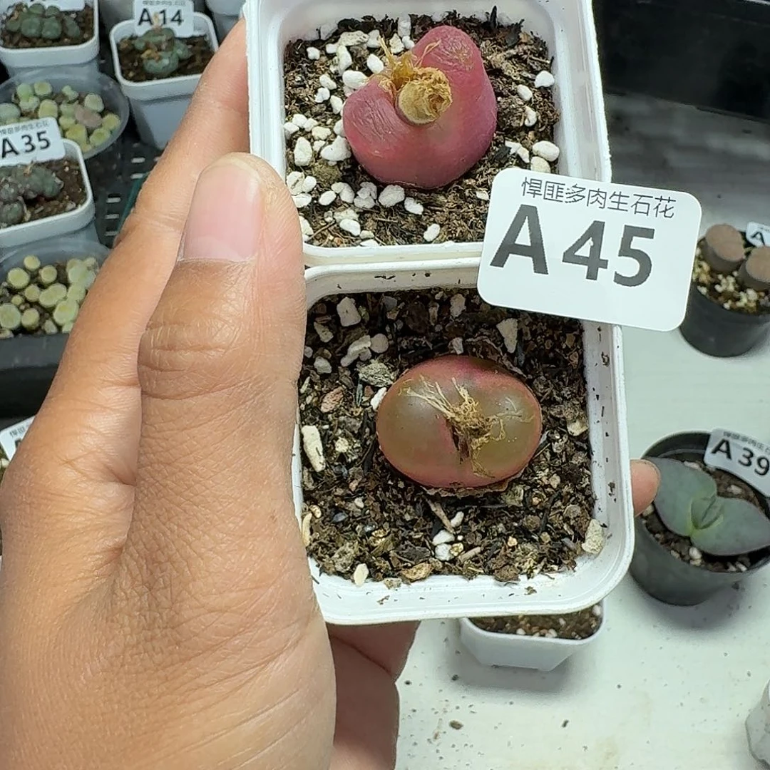 45多肉植物多肉植物