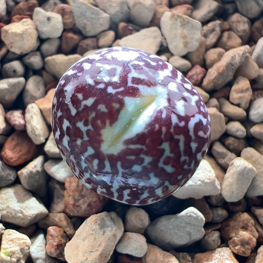 w96。优选2年青花瓷。网格纹 偏向母本状态