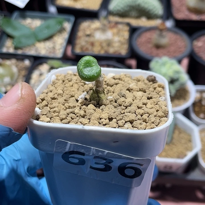 636产地欧宝奇峰锦