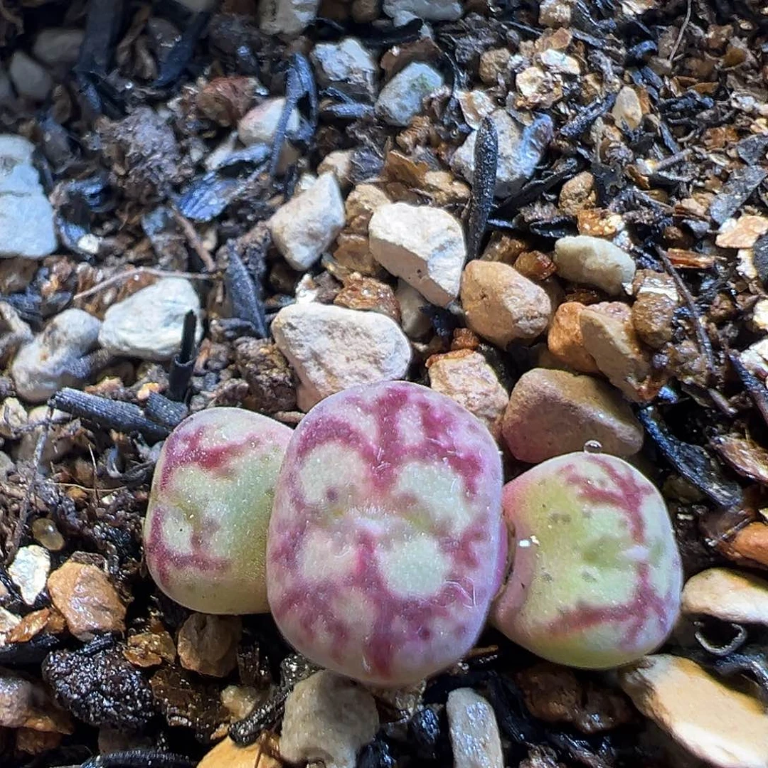 51多肉植物百科知识